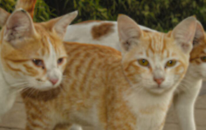 Kennels & Cattery – Worcestershire