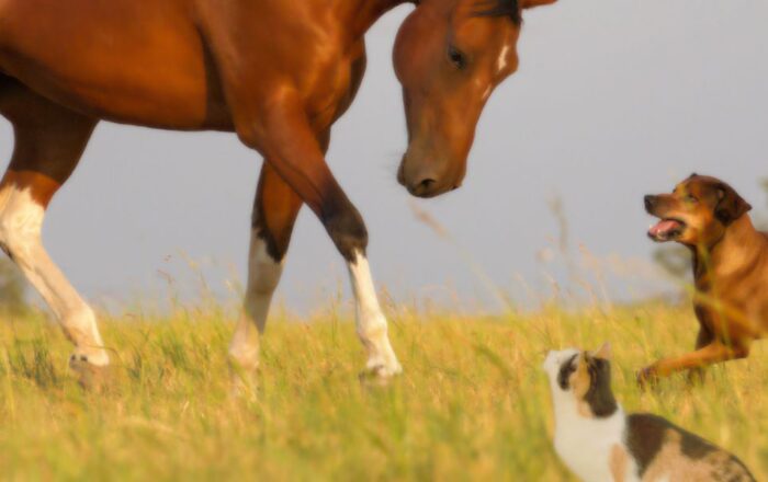 Delightful Profitable Licensed Cattery With An Impressive Detached Family Home Situated in North Yorkshire!!